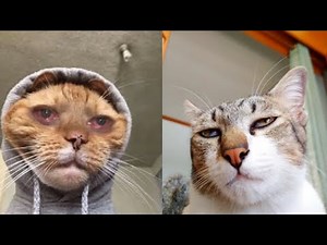 😼 Funny Cats Videos 😂 These Cats Will Make Your Day!