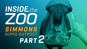 INSIDE THE ZOO | SIMMONS HIPPO OUTPOST PART II: We're back with another episode of #InsideTheZoo! We're taking you inside the Simmons Hippo Outpost to learn all about Boipelo and Adanna's training routines, diets, and more. What do you want to see next on Inside the Zoo?? | Dallas Zoo