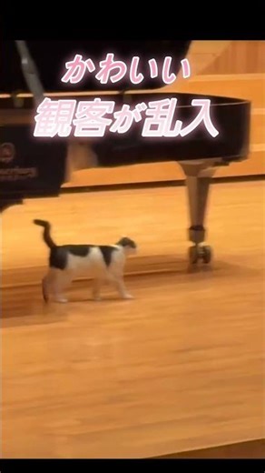かわいい観客が乱入