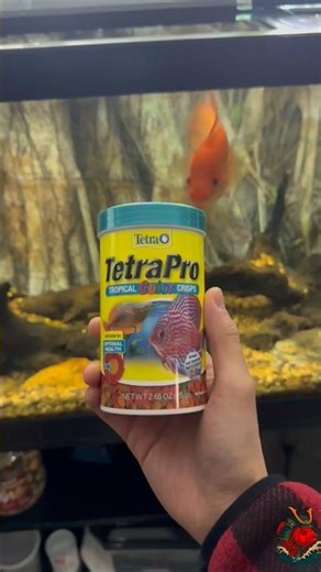 Feeding My Red Devil Cichlid Tetra Pro Flakes for the First Time