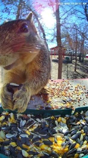 The Moment the Squirrel Arrived