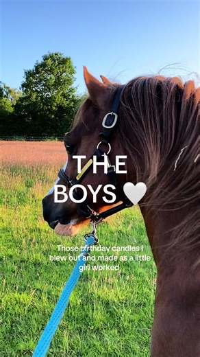 Cruz | David | Harry 🤍 The most kindest, amazing ponies a girl could wish for #fyp #equestrian #horserider #pony #stallion #gelding #foryou