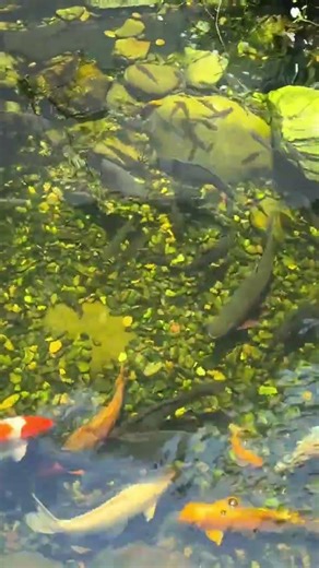 Top Native Fish Picks: Discover the Majestic Giants of the Water World