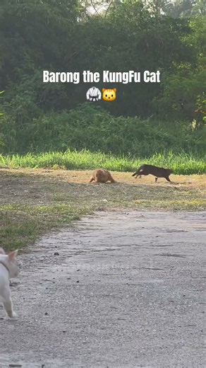 Meet Barong, the Kung Fu Cat! 🥋🐱