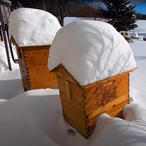 How to overwinter your beehive
