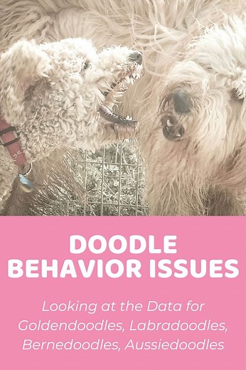 Common Doodle Behavior Issues (Based on Real Owner Feedback) - Doodle Doods