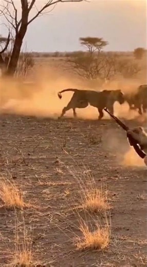 Frustrated Monkey 🤣 #wildlifecomedy #animalprank