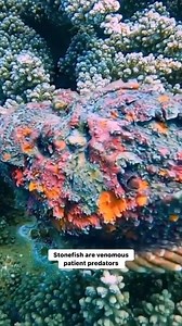136K views · 8.8K reactions | Rare footage of a stonefish on the move...