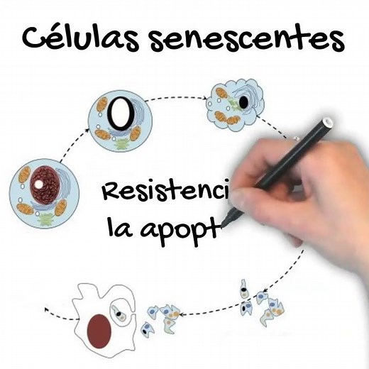 Cellular Senescence IN 1 MINUTE