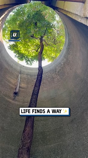 Nature always finds a way 🌲🤩 | UNILAD Tech