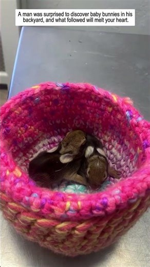 A man was surprised to discover baby bunnies in his backyard, and what followed will melt your heart