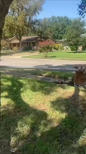 1.3M views · 2.1K reactions | Prevent Tree From Splitting #treeservice #treecare #treebrace #tree #brace | Janny Tree | Facebook