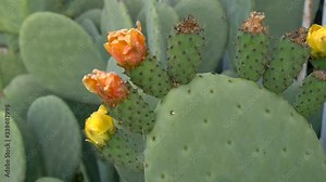 Indian fig opuntia fruit wild plant pulling flowers in late season Stock Video