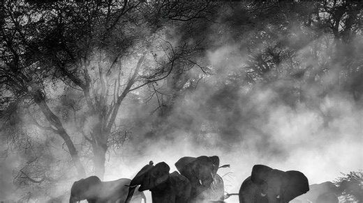 追寻幽灵大象 Ghost Elephants (2025/沃纳·赫尔佐格)