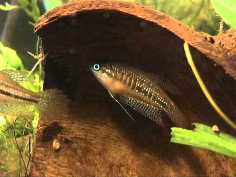 Trichopsis schalleri (Schallers Croaking Gourami), breeding behaviour