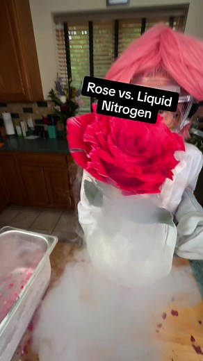Rose vs. Liquid Nitrogen | Liquid Nitrogen