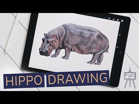 Hippo Drawing – Learn How to Draw a Realistic Hippo in 16 Steps