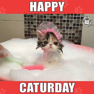 I love Saturdays. And cats: | The Pet Collective