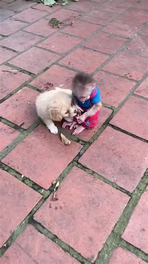 Caring for Your Lovely Monkey: Tips for Monkey Lovers