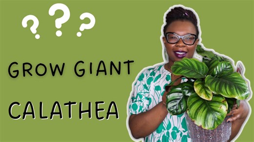 Do THIS to Grow a Giant Calathea Fasciata in LECA The LECA Queen
