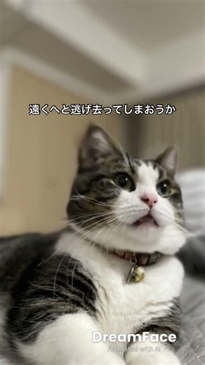 #二人のアカボシ #キンモクセイ #cat #猫のいる暮らし #歌 #歌詞有 #catvideos