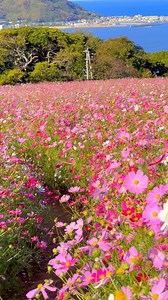 のこのしまアイランドパークのコスモス 📲2022/10/26 Cosmos flowers at Nokonoshima Island Park #japan #花 #flowers | 1minute traveller