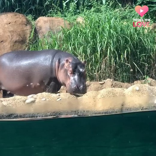 Fiona sees a camera and just knows how to strike a pose! A true model. 😍 | WLWT