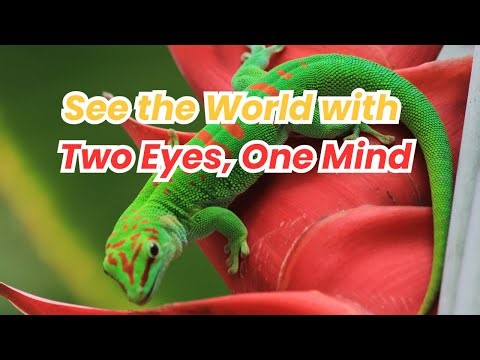 Understanding the Unique Visual System of Chameleons