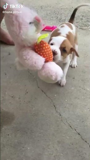 Não pega meu brinquedo! devolve (2)