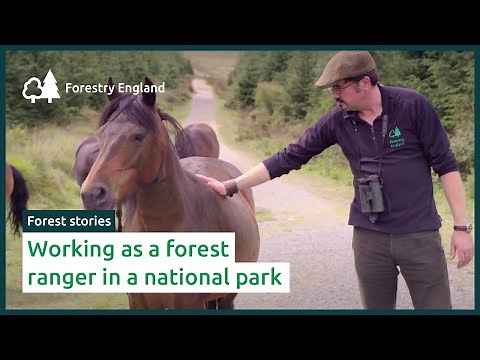 Working as a forest ranger in a national park
