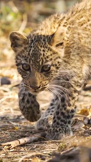 One of the most endearing sights in Mashatu - Moshoole’s 4 month old leopard cub.🥹🐆 The future of the “Land of the Leopards”, growing stronger and more confident each day! Book your trip today: 📩 reservations@mashatu.com (SA) / reservationsbw@mashatu.com (BW)​ ☎️ 27 31 761 3440 (SA) / 267 74 988 822 (BW)​ 🌐 https://mashatu.com/ ​ #MashatuGameReserve #Safari #Travel #wildlife #Botswana | Mashatu Game Reserve