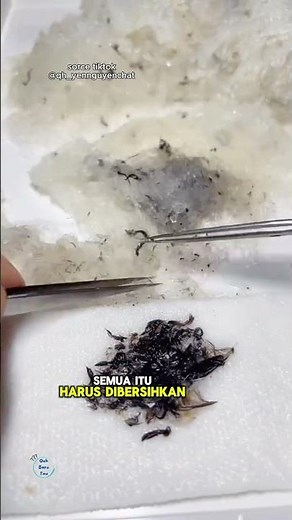 Proses pembersihan sarang walet