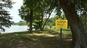 Alligators in North Alabama...what's their story?