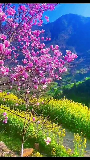 Beautiful Spring Flowers Scenery