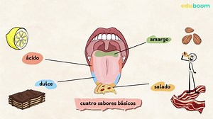 Los receptores. Los sentidos del gusto y el olfato. Biologiaa 3 secundaria