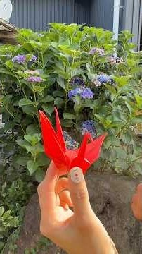 Folding a Red Paper Crane in a Japanese Garden 🕊 Hydrangeas & Summer Morning Sounds #Shorts