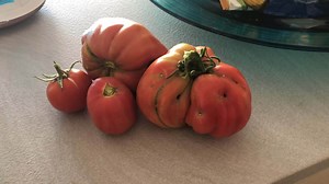 Tipos De Tomates Y Las Variedades Más Cultivadas: Guía Completa
