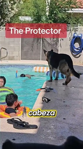 German Shepherd protects the family's little one
