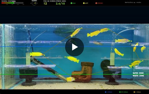 DeepLabCut for Juvenile Metriaclima sp. Pose Estimation | Christian Boneta posted on the topic | LinkedIn