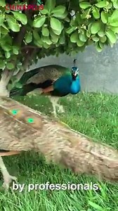 95K views · 3.6K reactions | This driving school in China hosts some cute animals to help new drivers stay calm. | China Plus America | Facebook