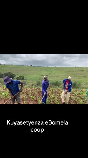 Sithule tuuu asoze sithethe thina#tiktok #foryoupage #agriculture #farming #easterncape