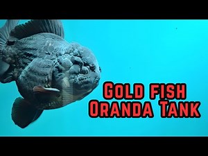 Oranda Goldfish Tank