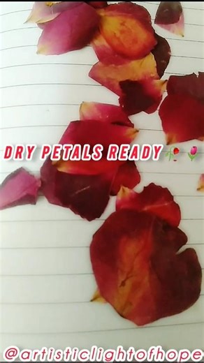 How to dry rose petals at home easiest way|🌷how to dry Rose petals quickly🥀|dry rose flowers|#diy