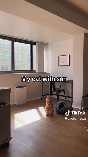 Charlie Cat: A Nighttime Adventure | Cat Videos Compilation