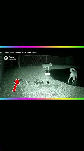 Wolves attack on Duck😱😱 #shorts #horror #wolves