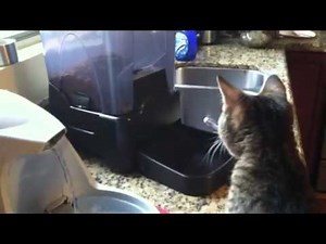 Testing the new automatic cat feeder