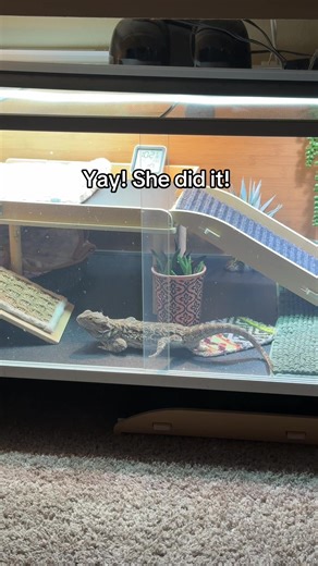 Healthy Bearded Dragon Poop After Brumation