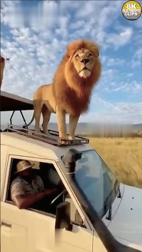 Friendly Lion Interaction with Tourists in Africa 🦁🌿 #shorts #wildlife