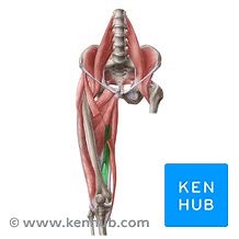 Adductor canal