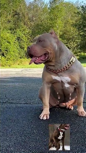 Pitbull 🐕 search 🔍